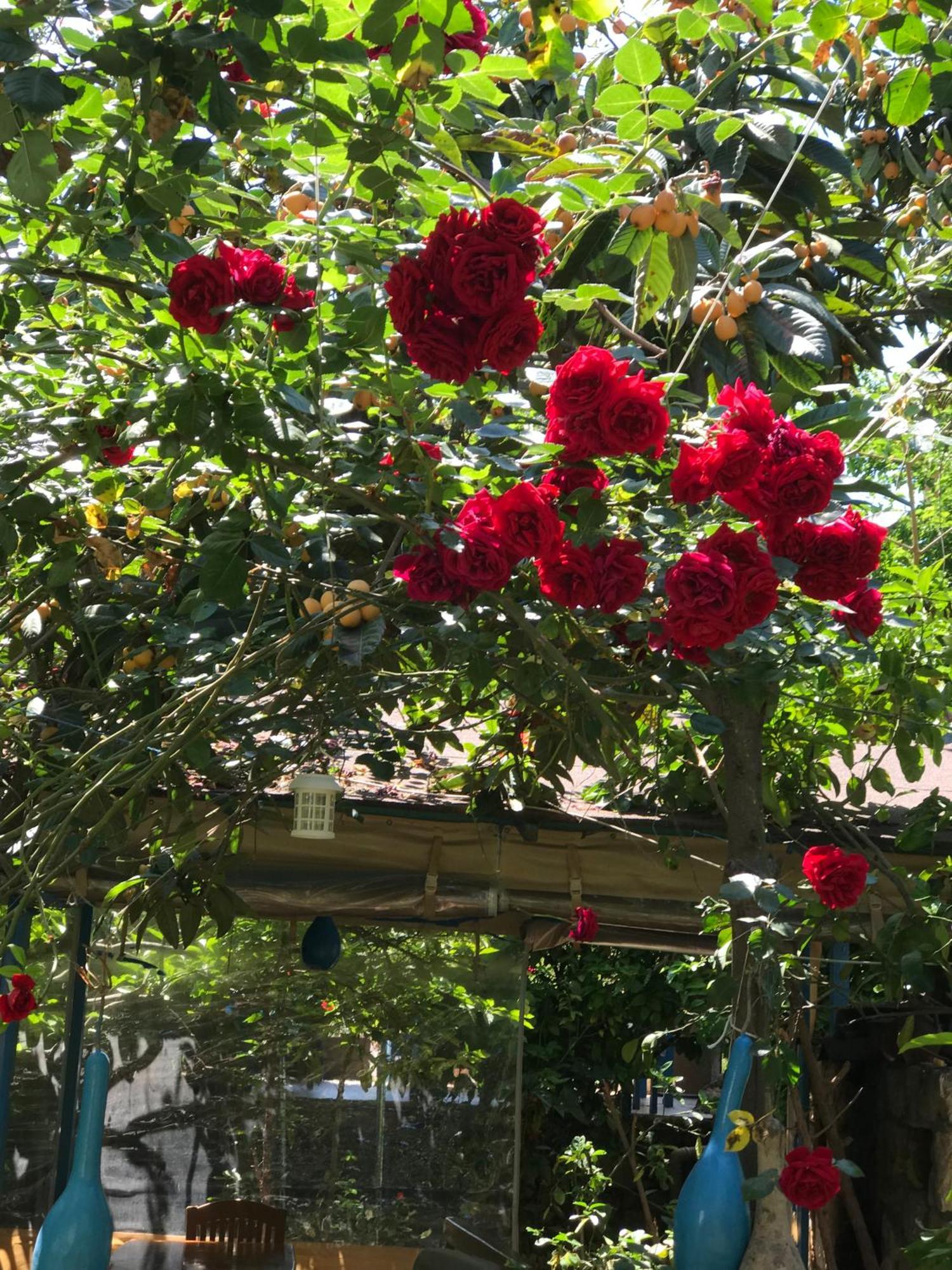 Likya Pansiyon Kaleucagiz Bagian luar foto