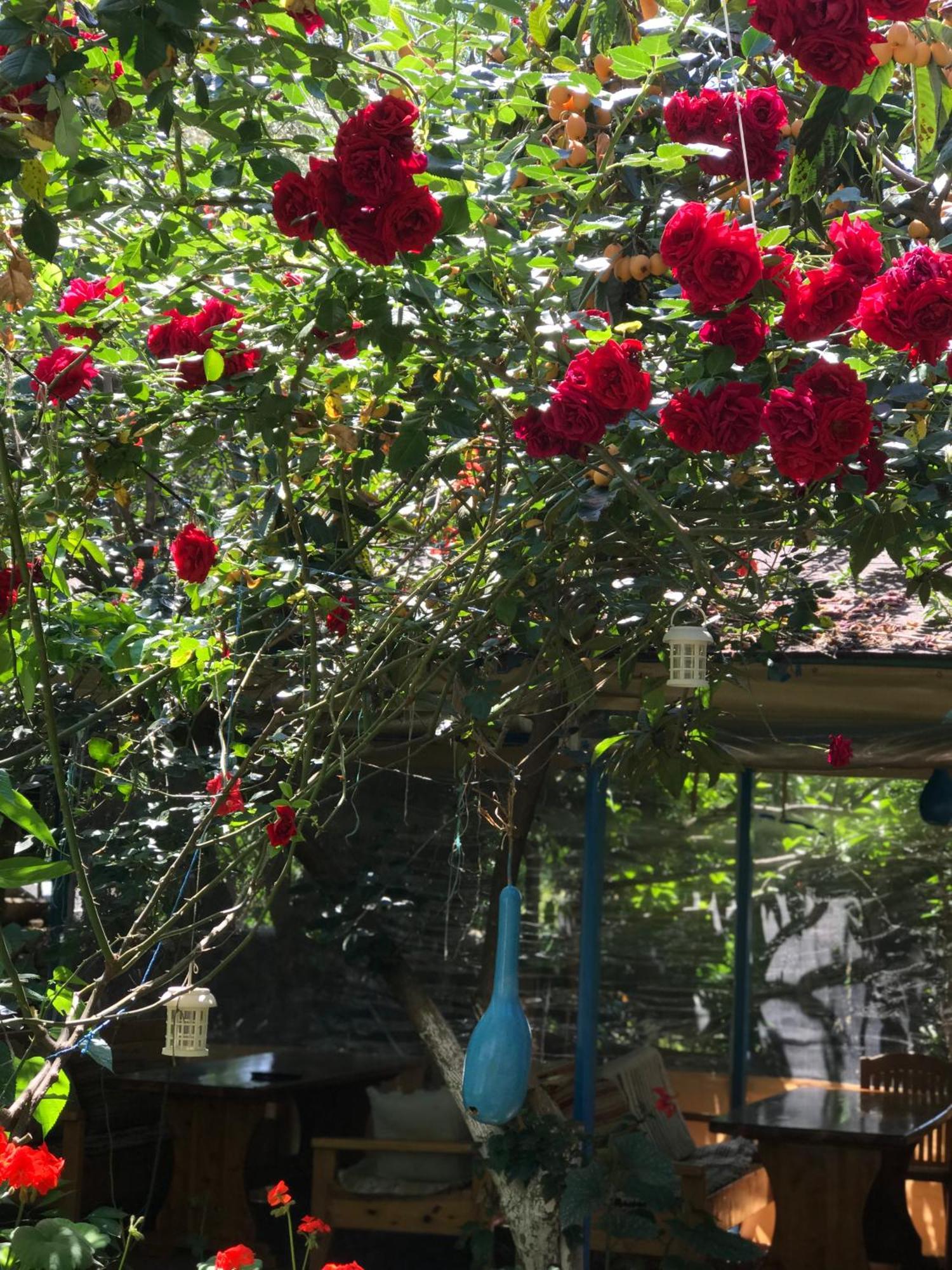 Likya Pansiyon Kaleucagiz Bagian luar foto